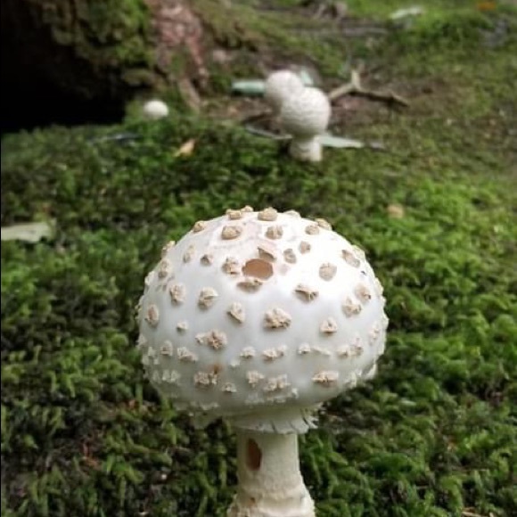 Meet your Posher, Janet - Picture 1 of 1